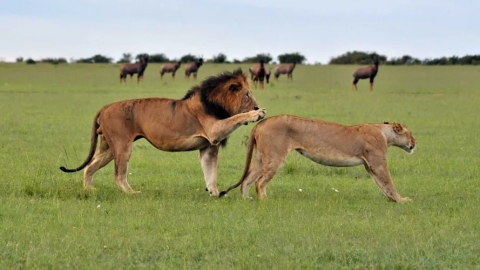 6 дней Сафари по Масаи-Мара, Накуру и Амбосели — Кенийское приключение с Lisam Tours