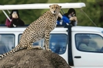 6 Days Masai Mara, Nakuru, Amboseli Group Safari — Kenya Adventure with Lisam Tours