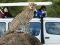 Safari grupal de 6 días por Masai Mara, Nakuru y Amboseli — Aventura en Kenia con Lisam Tours