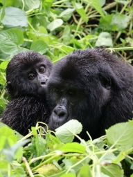 UGANDA TOURS – Entdecken Sie die Magie des Gorilla-Trekkings